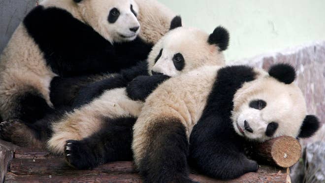 Giant Chinese Pandas